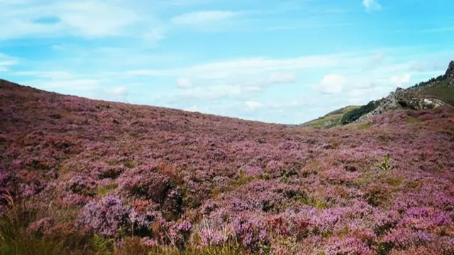 Heather in bloom