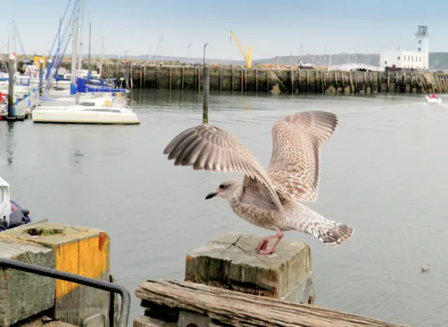 Seagull in Scarborough