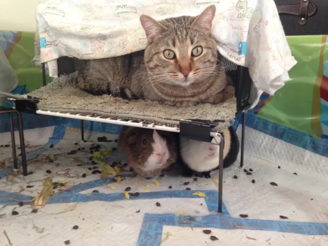 Cat and guinea pigs