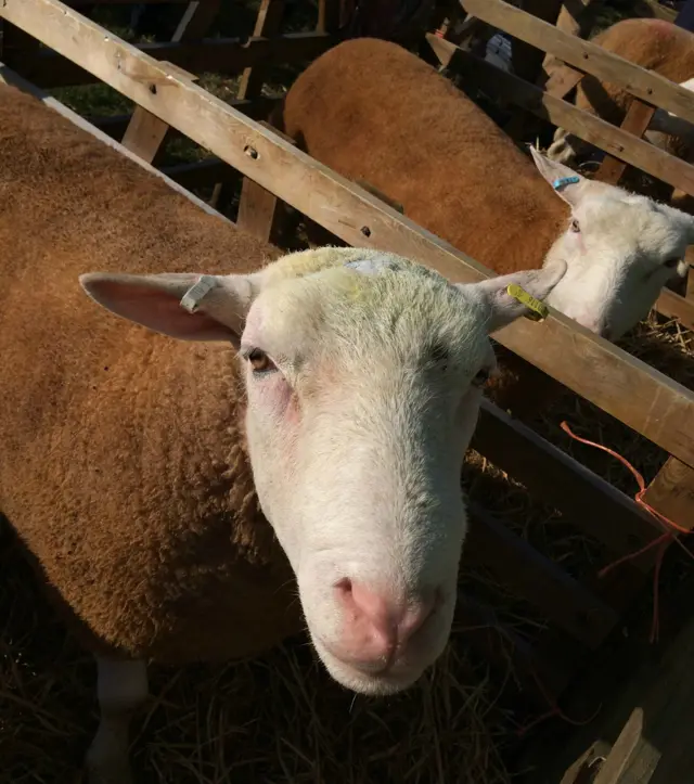 Sheep at Bucks County Show