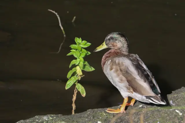 Duck