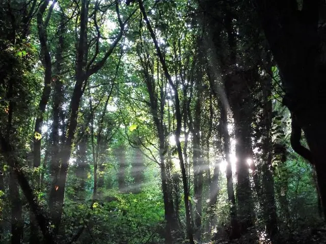 Light in woods