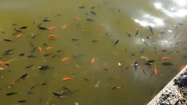 Fish, dead and alive, in the Venetian Waterways