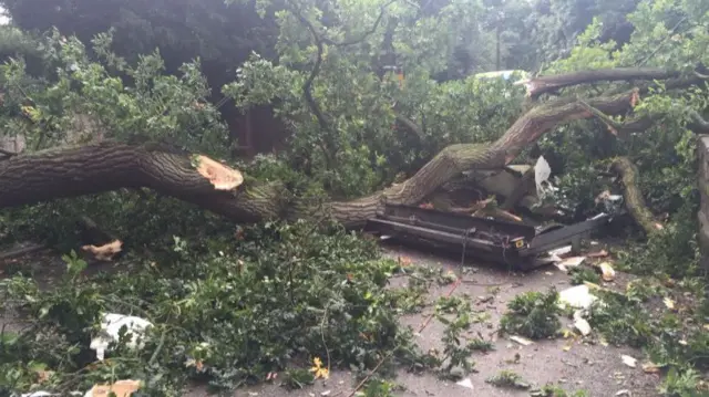 The tree after falling in Betley