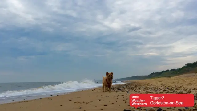 A little terrier dog on the beach