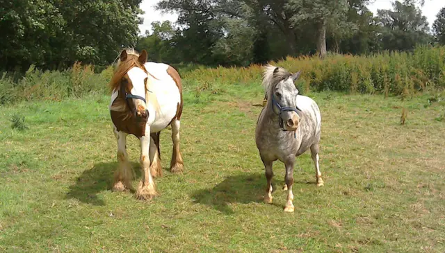 Horses at Blossoms