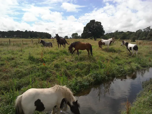 Horses at Blossoms