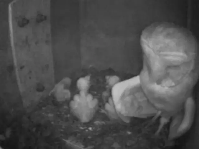 Webcam footage of barn owl and chicks