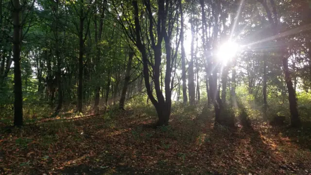 Sunshine going through trees