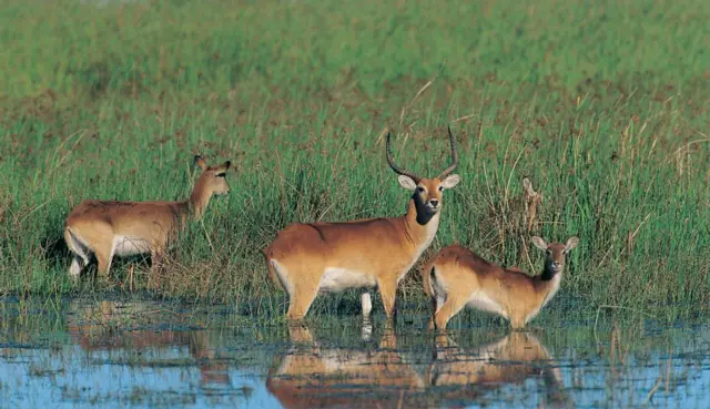 Lechwe antelope. Pic: Thinkstock