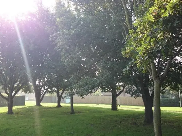 Sunshine through trees in Corby