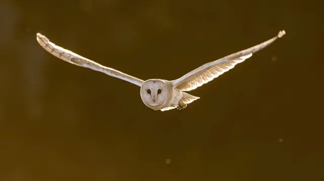 Barn owl in flight