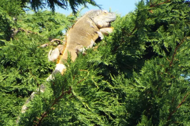 Iguana up a tree