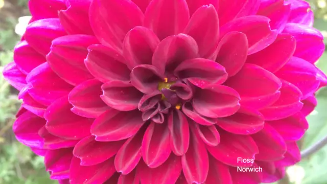 A bright pink dahlia bloom