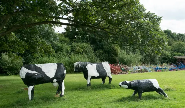 Three concrete cows enjoy their new home outside on the grass at the MK Museum