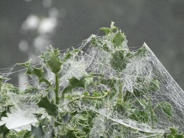 Cobwebs