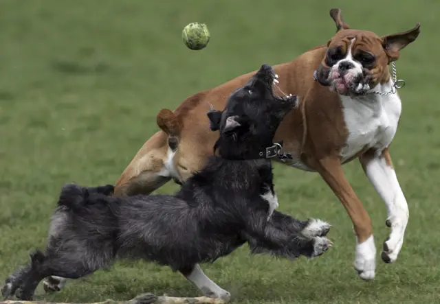 Two dogs playing with a tennis ball in parkland