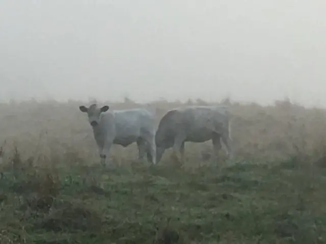 Cows in the mist