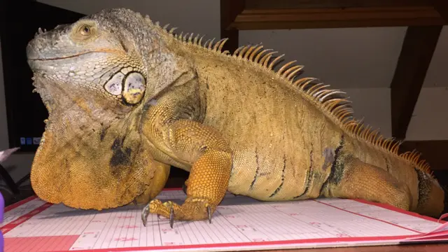 Iguana Frank the Tank on a desk diary