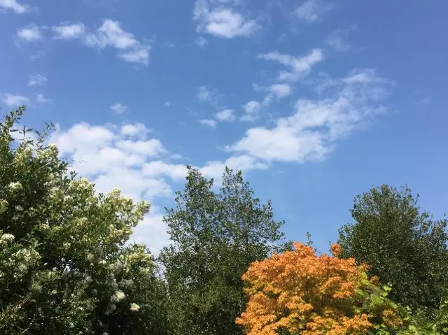 Trees and blue sky