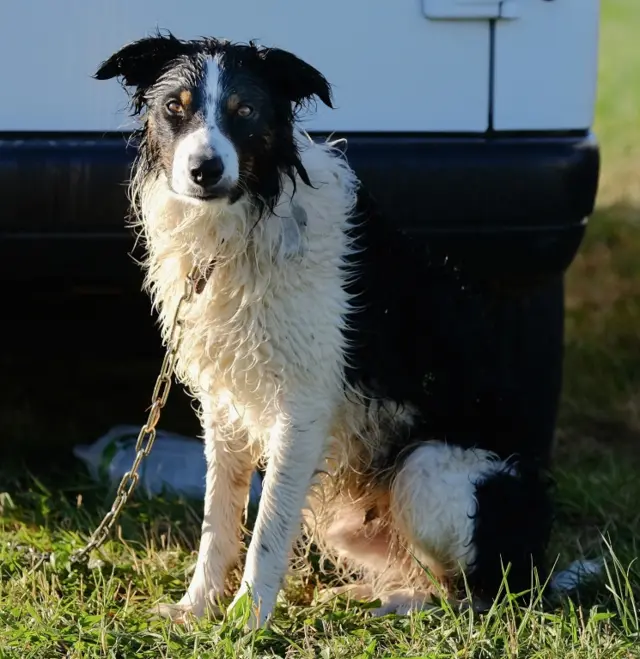 A wet sheep dog