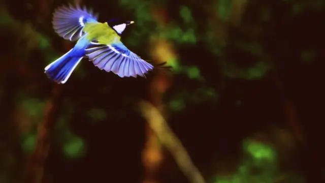 Bird in take-off at Apedale country park