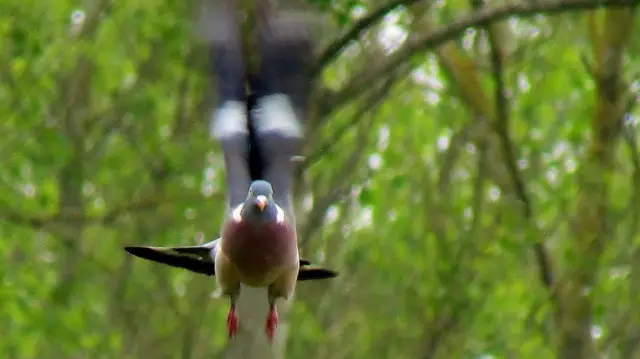 Pigeon taking off at Tittensor woods