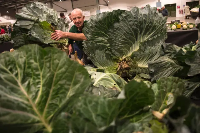 Giant cabbage