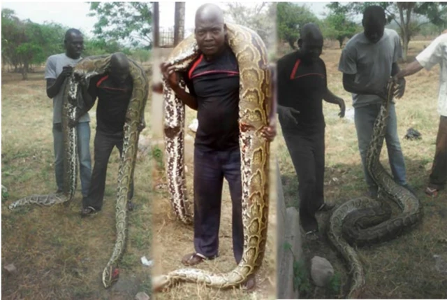 Python killed at Museveni's farm