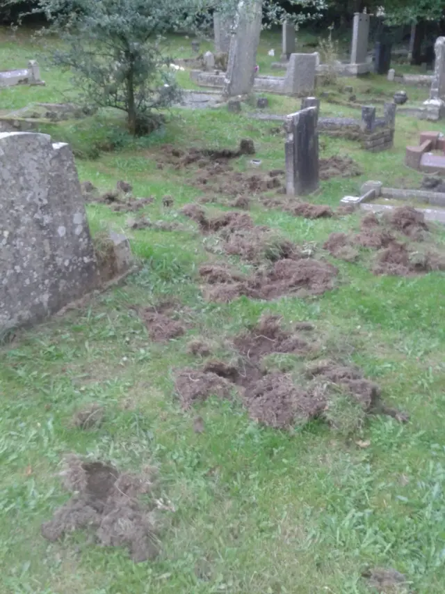 Boar damage in churchyard