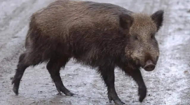 Wild boar