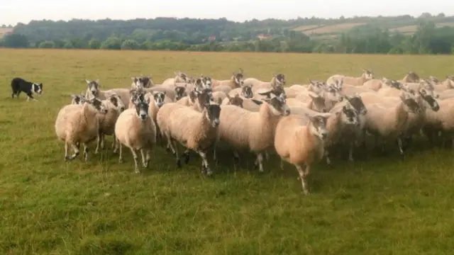 Troy with sheep