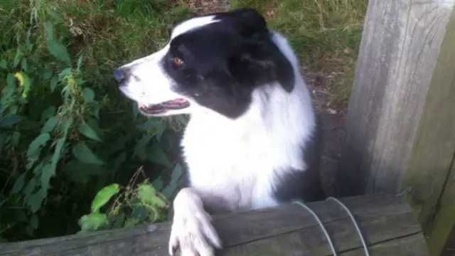 Troy the sheepdog