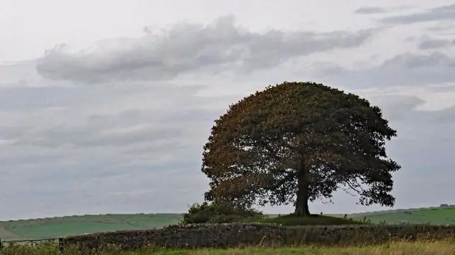 Leek tree