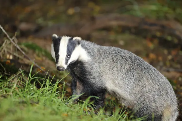 Badger