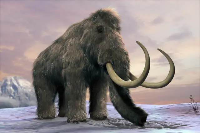 Woolly mammoth