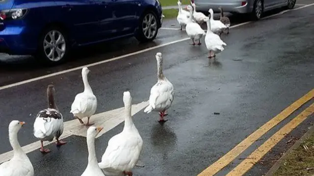 Geese at Westport Lake.