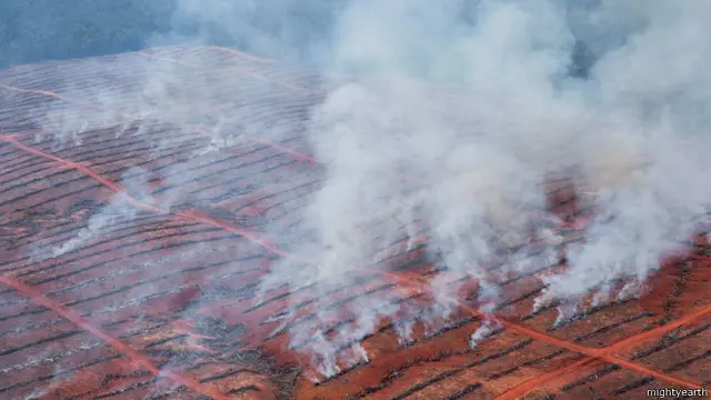 Alleged deforestation of pristine woodland in Papua province