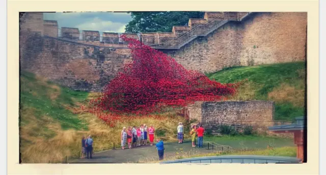 Poppies