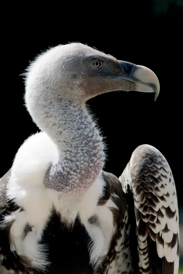 Vulture