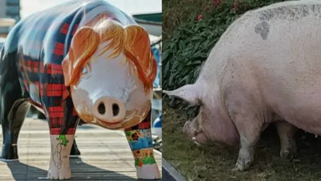 Escapee pig meets sculpture pig