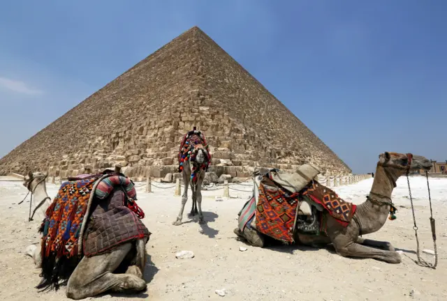 Camels relaxing near the pyramids of Giza, Egypt