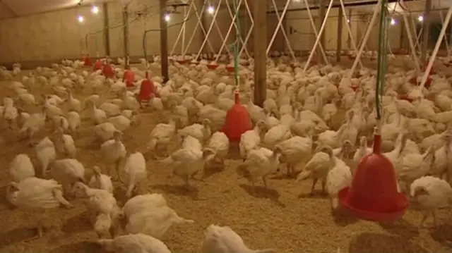 Turkeys in an indoor shed at a Bernard Matthews factory