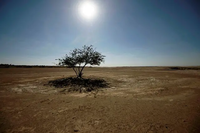 Tree on its own in the desert