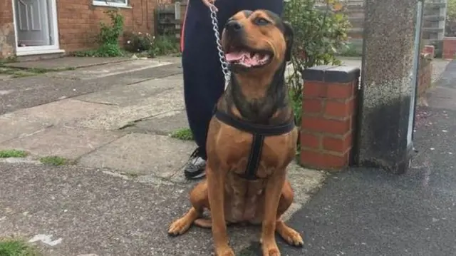 Dog at centre of row over post delivery