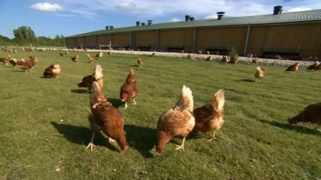 Chickens in a field