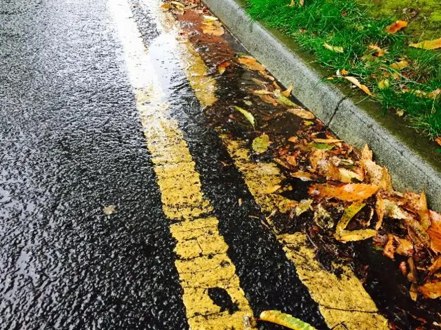 Leaves on a road