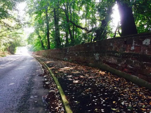 Road and trees