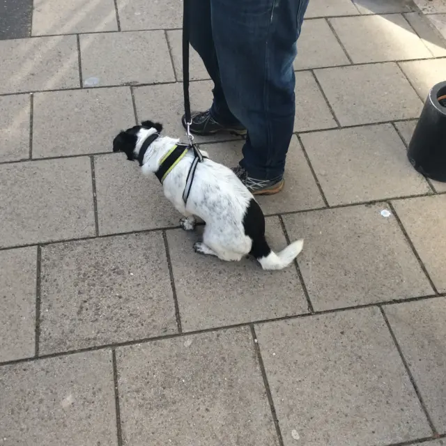 Dog in Uppingham