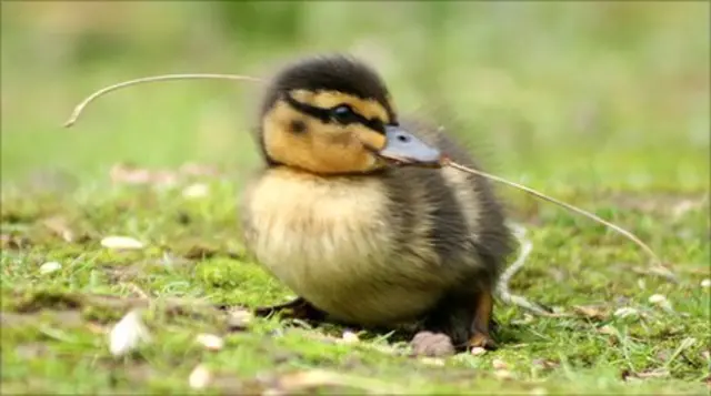 Duckling